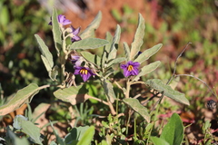 Solanum esuriale