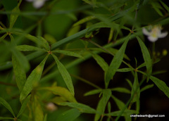 Cleome chelidonii