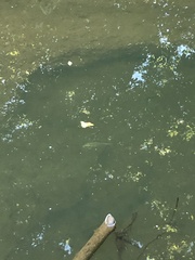 Cyprinus rubrofuscus