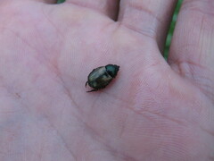 Callirhinus metallescens