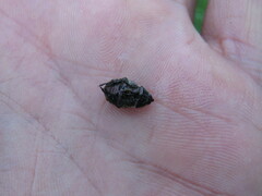 Callirhinus metallescens