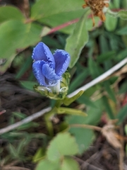 Gentianopsis barbellata