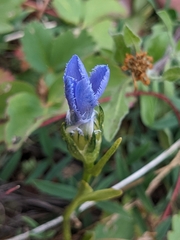 Gentianopsis barbellata