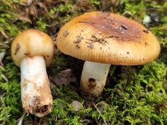 Russula ventricosipes