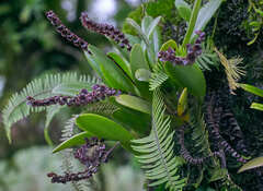 Stelis purpurascens