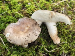 Hypomyces australis