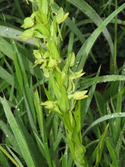 Habenaria hexaptera