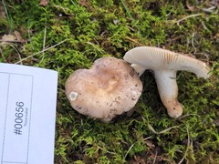 Hypomyces australis