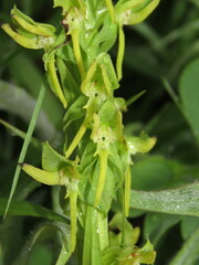 Habenaria hexaptera