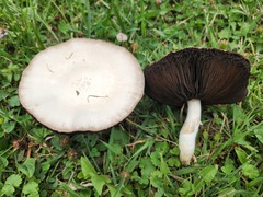 Agaricus andrewii