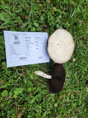 Agaricus andrewii
