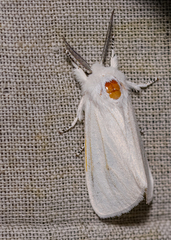 Spilosoma virginica
