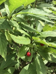 Lonicera alpigena