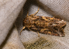 Spodoptera ornithogalli