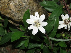 Wedelia grayi