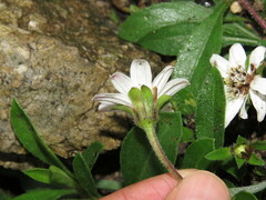 Wedelia grayi