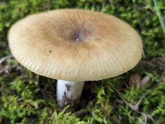Russula amerorecondita