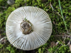 Russula amerorecondita