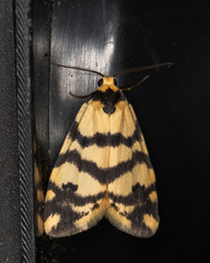 Thallarcha trissomochla