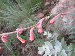 Polianthes zapopanensis