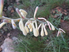 Polianthes zapopanensis