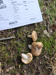 Russula amerorecondita