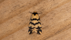 Thallarcha trissomochla