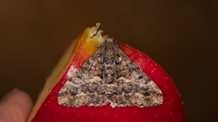 Gastrinodes argoplaca