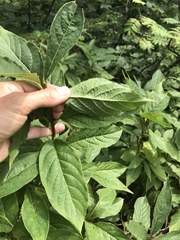 Lonicera alpigena