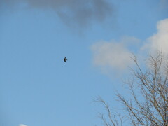 Tachycineta leucorrhoa