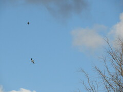 Tachycineta leucorrhoa