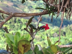Tabebuia schumanniana
