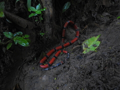 Micrurus dumerilii antioquiensis