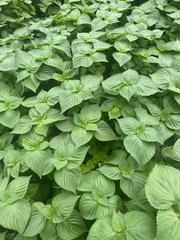 Perilla