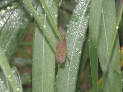 Pindis squamistriga