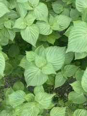 Perilla
