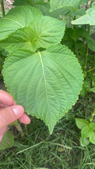 Perilla