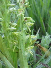 Habenaria alata