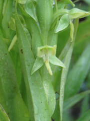 Habenaria alata