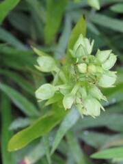 Habenaria alata