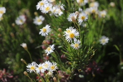 Brachyscome dentata