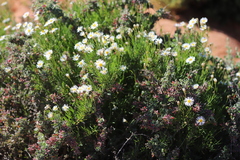 Brachyscome dentata