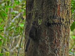 Microsciurus santanderensis