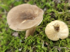 Plinthogalus