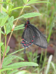 Parides alopius