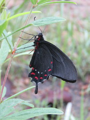 Parides alopius