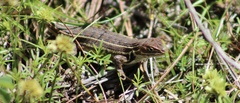 Sceloporus aeneus