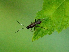 Mesostenus thoracicus