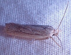 Gonioterma mistrella