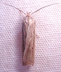 Gonioterma mistrella